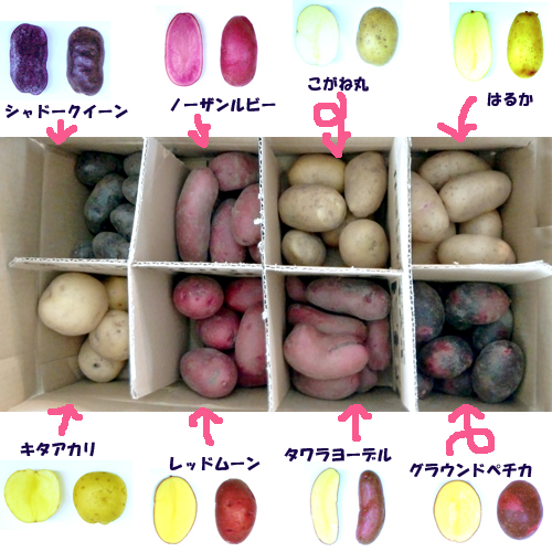 8種の芋たち図鑑.jpg